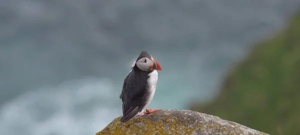 Puffin Atlântico em pé sobre a rocha — Fotografia de Stock