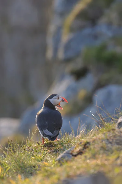 Atlantic puffin standing on ground