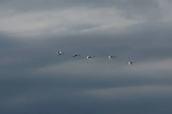 Troupeau d'oiseaux volant — Photo