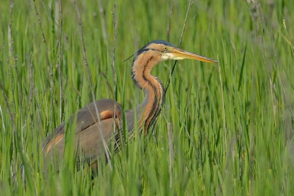 Kırmızı balıkçıl kuş yürüme