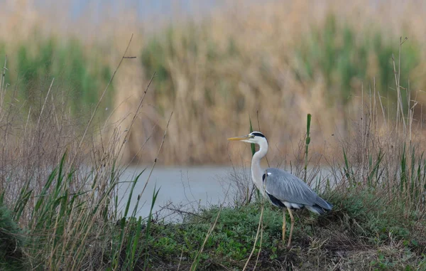 Heron ayakta kıyısında