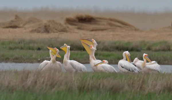 Кучка пеликанов в воде — стоковое фото