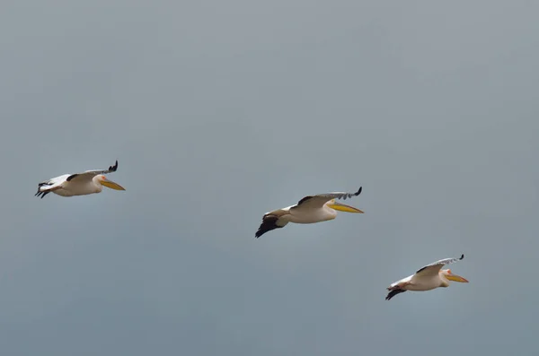 Um bando de pelicanos voando — Fotografia de Stock