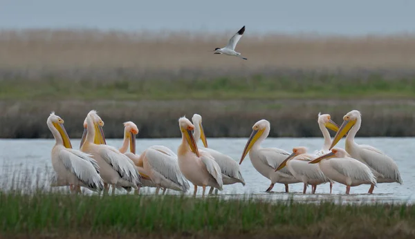 Gäng pelikaner i vattnet — Stockfoto