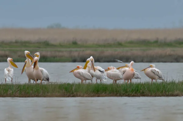 Pelikane im Wasser — Stockfoto