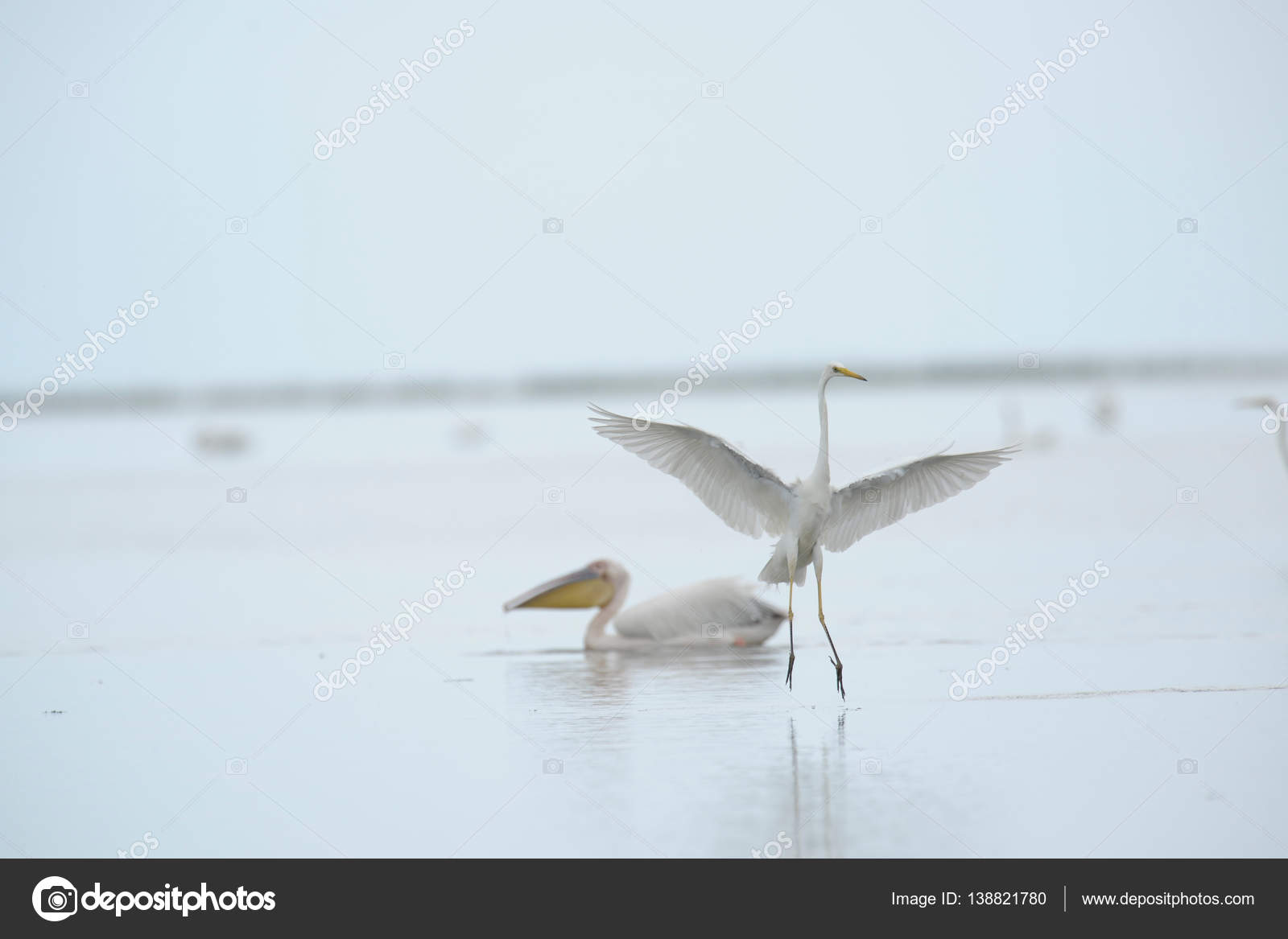 Herons landing on water Stock Photo by ©costasd68 138821780