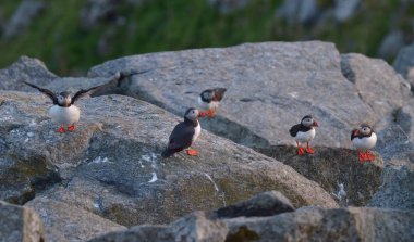 Atlantik puffins kayada duran