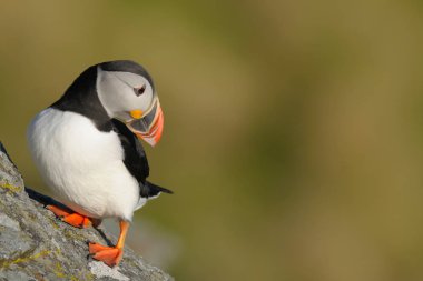 Atlantik martı duran kaya