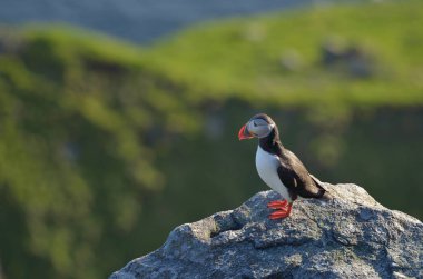 Atlantik martı duran kaya