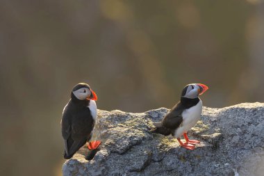 Atlantik puffins kayada duran