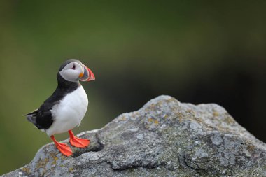 Atlantik martı duran kaya