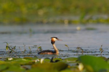 büyük tepeli batağan