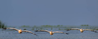 Üç pelikan uçan kamera doğru