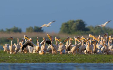 Pelikan suda yürümek demet