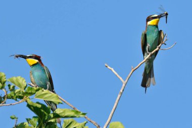 Ağaç dalı üzerinde oturan renkli kuş