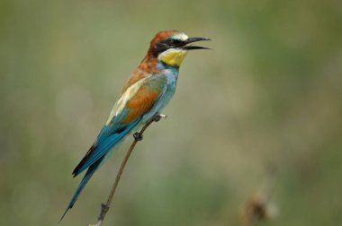 Ağaç dalı üzerinde oturan renkli kuş