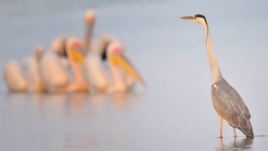 Yan görünüm gri balıkçıl çekim