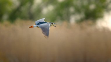 Woodland Kingfisher kuş