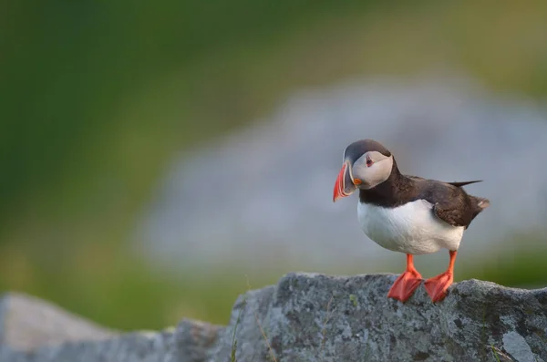 Atlantische papegaaiduiker staande op rots — Stockfoto