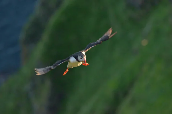 Puffin Atlântico voando sobre rochas — Fotografia de Stock