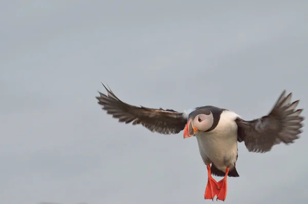 Lunnefågel flyger i himlen — Stockfoto