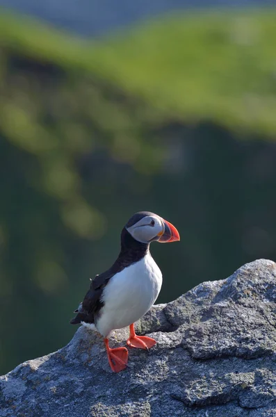 Frailecillo atlántico de pie sobre roca —  Fotos de Stock