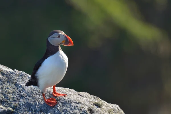 Atlantic puffin στέκεται πάνω σε βράχο — Φωτογραφία Αρχείου