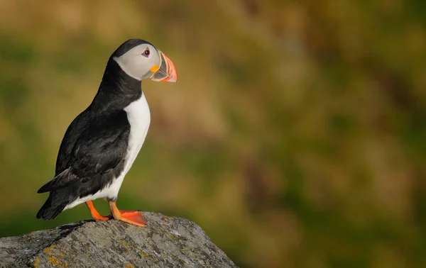 Atlantic puffin στέκεται πάνω σε βράχο — Φωτογραφία Αρχείου