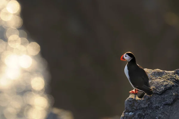 Puffin atlantico in piedi sulla roccia — Foto Stock