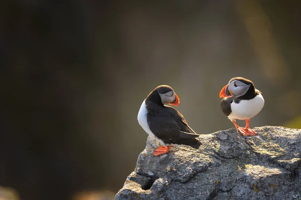 Puffins atlantici in piedi sulla roccia — Foto Stock
