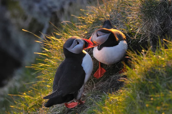 Atlantic puffins standing on ground