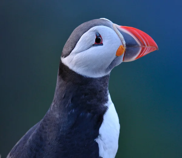 Close-up van Atlantische papegaaiduiker — Stockfoto