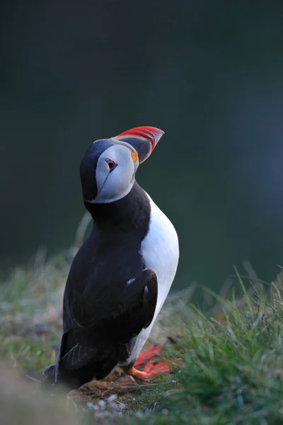 Atlantic puffin standing on ground