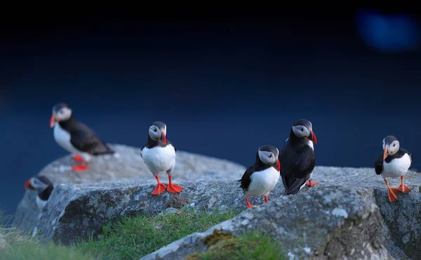 Atlantic lunnefåglar stående på rock — Stockfoto