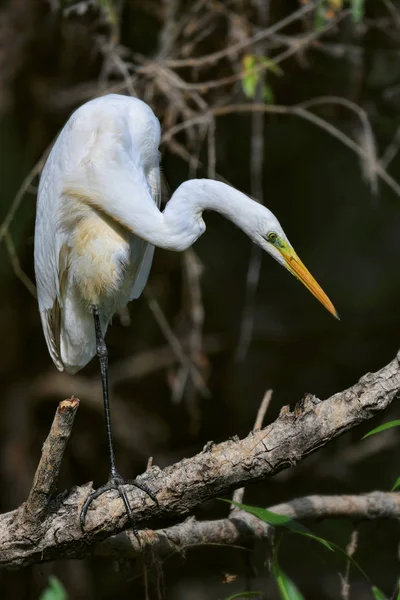 Heron on tree branch — Stock Photo, Image