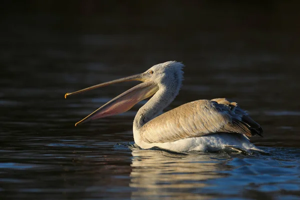 Pelikan schwimmt im Wasser — Stockfoto