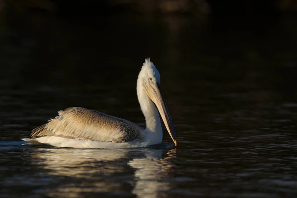 Пеликан плавает в воде — стоковое фото