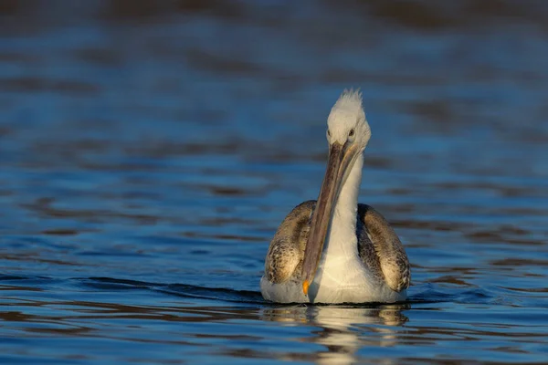 Pelikan schwimmt im Wasser — Stockfoto