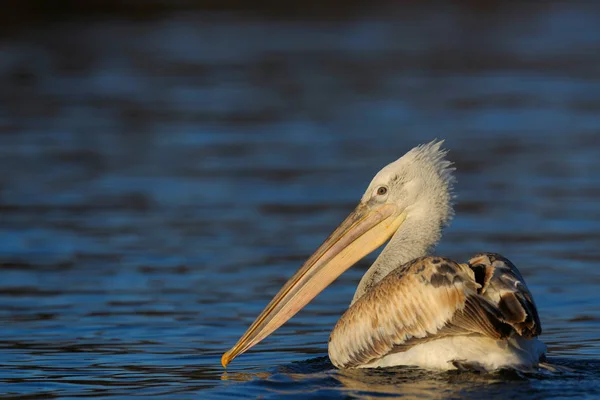 Pelicano flutuando na água — Fotografia de Stock