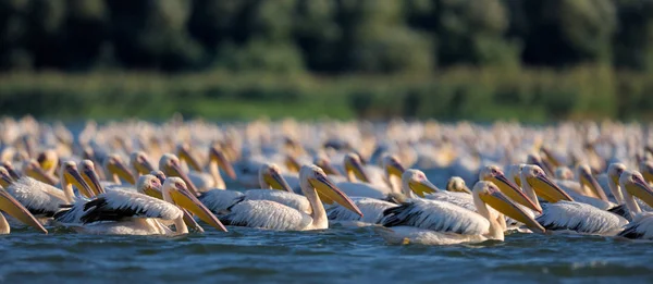 Кучка пеликанов плавает в воде — стоковое фото