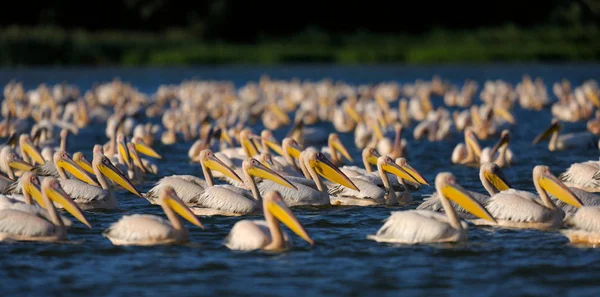 Кучка пеликанов плавает в воде — стоковое фото