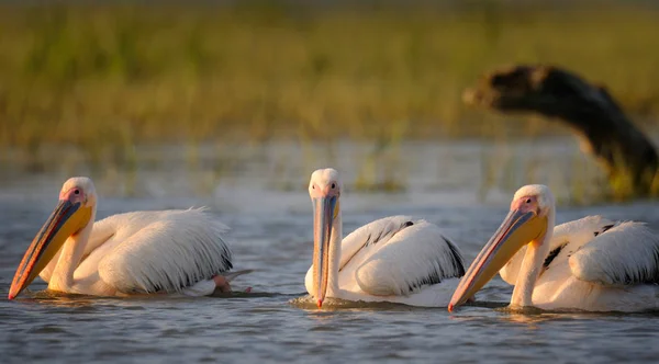 Pelikane treiben im Wasser — Stockfoto