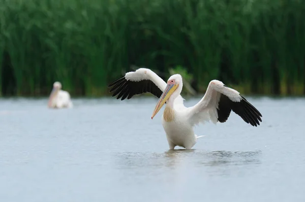 Pelikane stehen im Wasser — Stockfoto