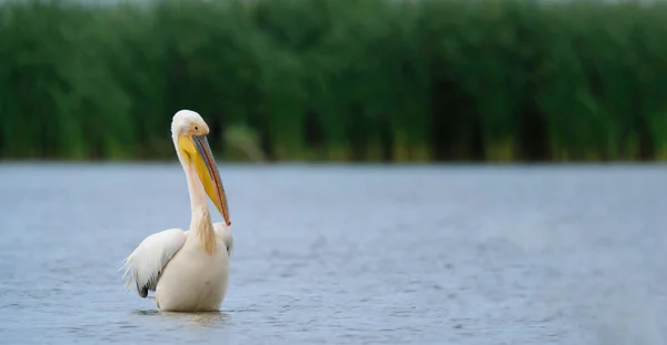 Pelican flottant dans l'eau — Photo