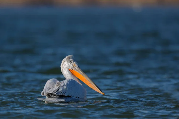 Pelicano flutuando na água — Fotografia de Stock