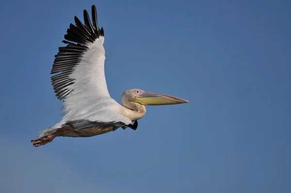 Vista lateral do pelicano voador — Fotografia de Stock