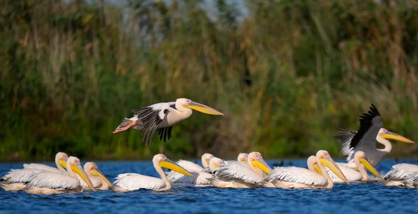 Pelikane treiben im Wasser — Stockfoto