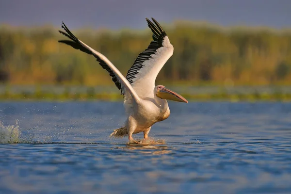 Pelikane stehen im Wasser — Stockfoto