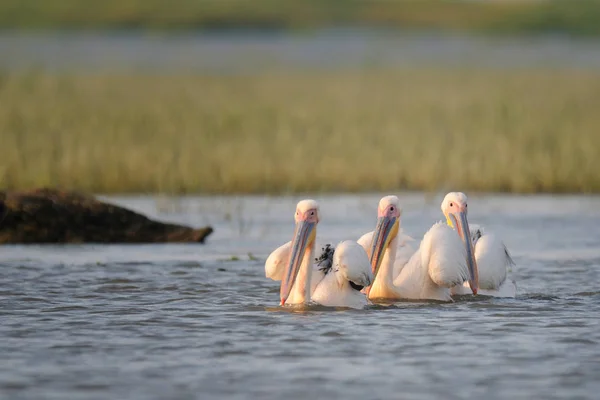 Pelikane treiben im Wasser — Stockfoto