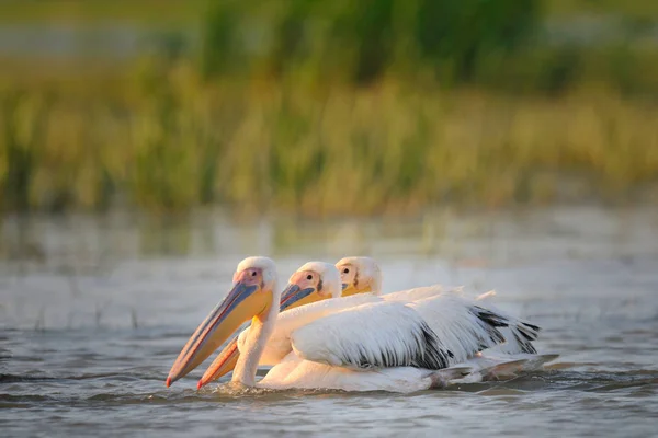 Pelikane treiben im Wasser — Stockfoto